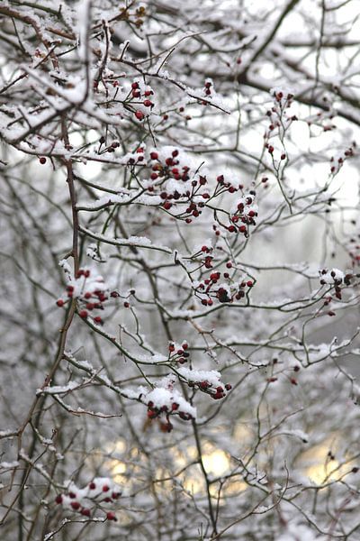 Wintertime by Thomas Jäger