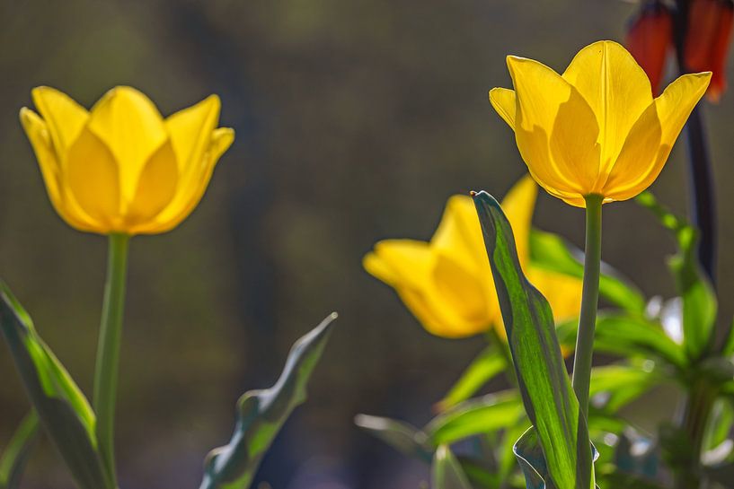 Bright yellow in the spring light by Photoart-Naegele