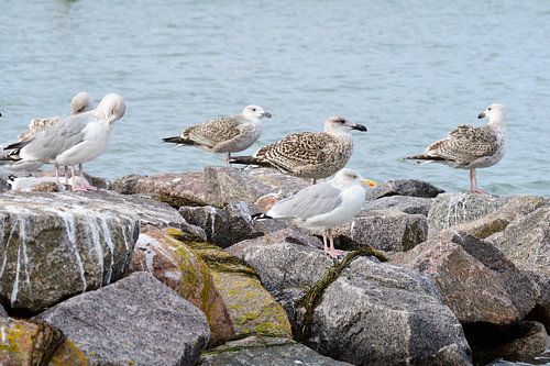 Zilvermeeuwen in de Oostzee
