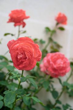 Coral red rose in a medieval French village. by Christa Stroo photography