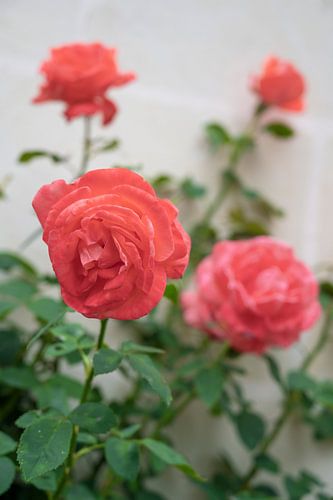 Une rose rouge corail dans un village médiéval français.