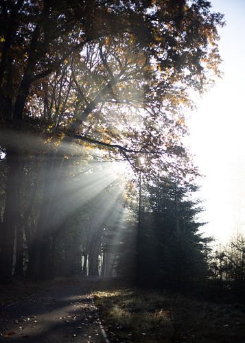 Ochtendlicht herfst zonneharp Veluwe Planken Wambuis van Jett Fotografie