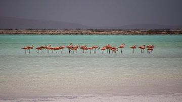 Flamingo's op de zoutpannen van Liesbeth Vogelzang