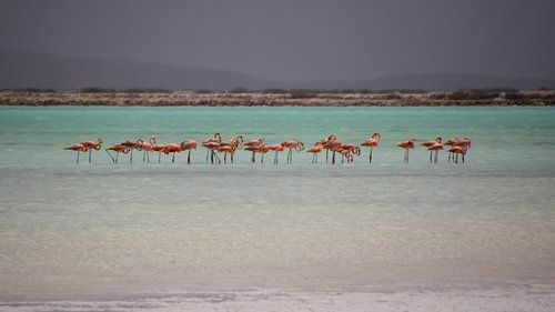 Flamingo's op de zoutpannen
