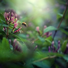 Pollinisation I sur Maayke Klaver