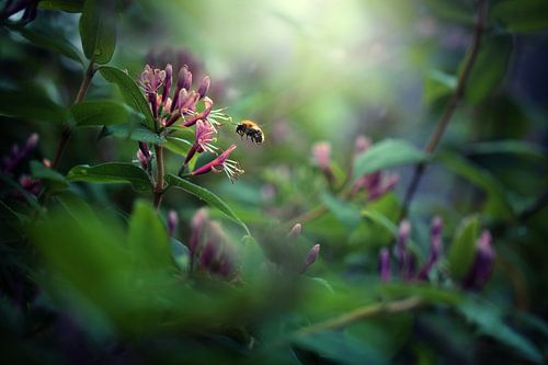 Pollinisation I