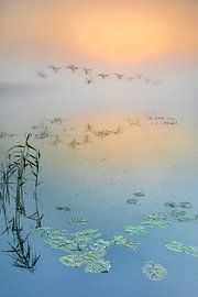 Water lily; Nymphaea; water lily; by Karin Broekhuijsen