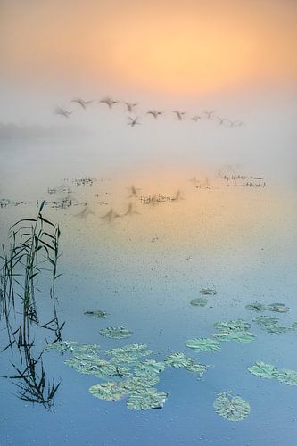 Water lily; Nymphaea; water lily;