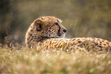 Cheetah. Acinonyx jubatus by Gert Hilbink