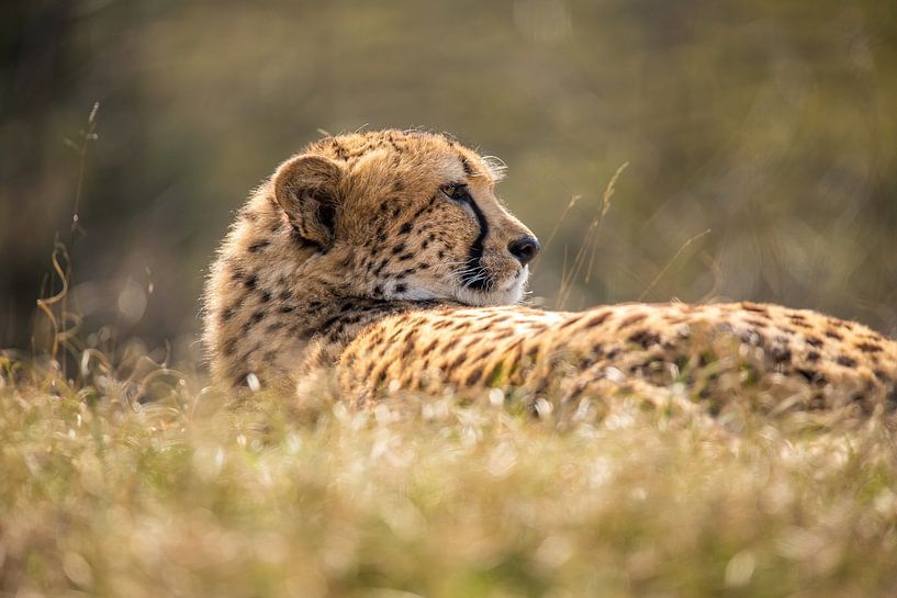 Cheetah. Acinonyx jubatus by Gert Hilbink