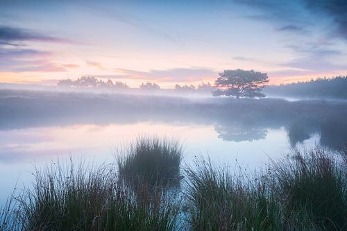 Blauwe uurtje.