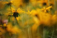 yellow flowers