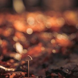 Paddenstoel in het bos van caroline wijnmaalen