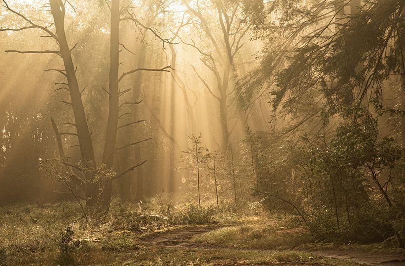 It's raining sunbeams by Marloes ten Brinke