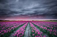 Tulip field in bloom by Jeffrey Groeneweg thumbnail