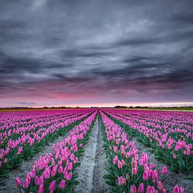 Tulip field in bloom by Jeffrey Groeneweg