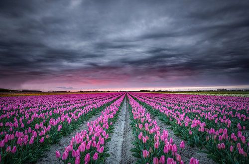 Tulip field in bloom by Jeffrey Groeneweg