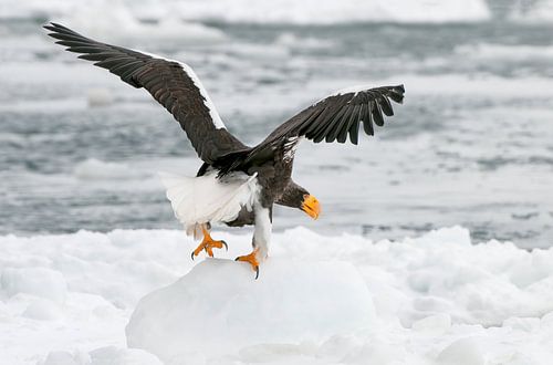 Stellers zeearend op ijsschotsen II
