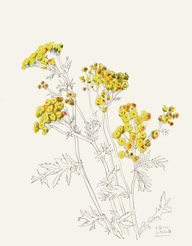 Fijne gele bloemen