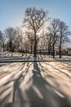 Grote boom in het Leeuwarder stadspark De Prinsentuin in het tegenlicht van Harrie Muis