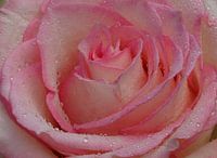 Morning dew! Roze rozenhart.