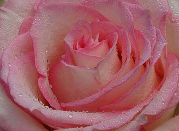 Morning dew! Roze rozenhart. van Marjon Woudboer
