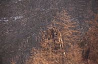 Bodetal, Thale, Harz, Saxe-Anhalt, Allemagne par Torsten Krüger Aperçu