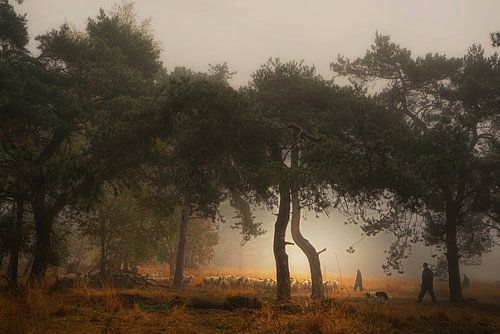 Foggy dream ,award winning picture.