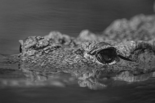 Dans l'œil du crocodile (noir et blanc)