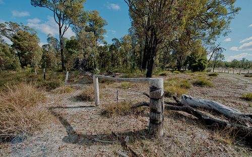Spaziergang Durch Den Wald