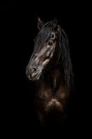Fineart mérens horse