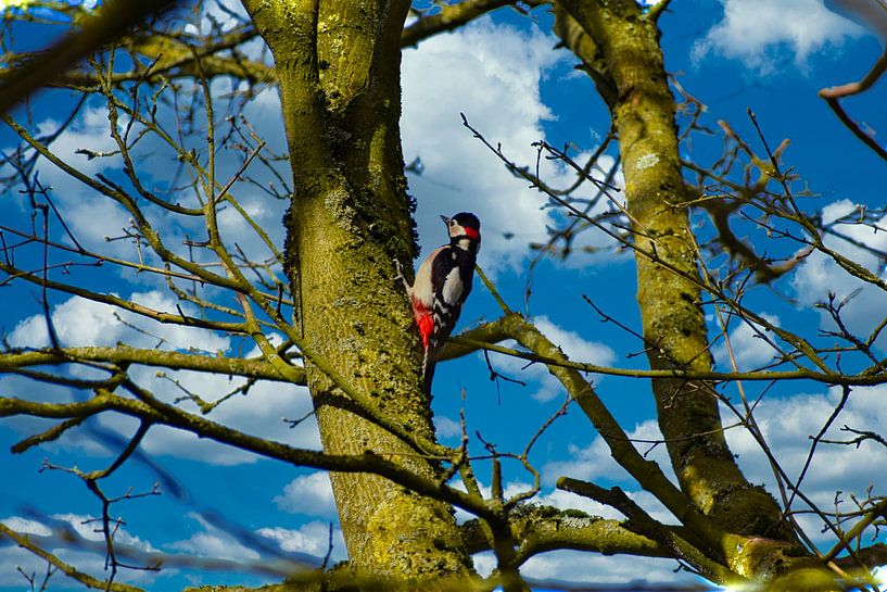 Woodpecker on a tree by Simdwlf