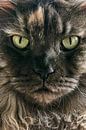 Maine Coon van Bas Rutgers thumbnail