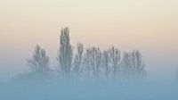 Mistige boomtoppen tegen een kleurrijke avondlucht