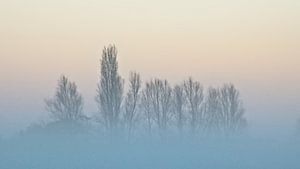 Mistige boomtoppen tegen een kleurrijke avondlucht