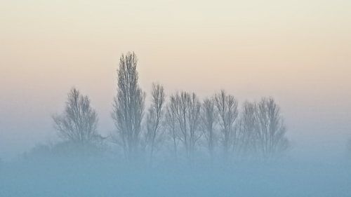 Mistige boomtoppen tegen een kleurrijke avondlucht