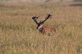 Hirsch bei der Brunft im Nationalpark Vorpommersche Boddenlandschaft von Frank Fichtmüller