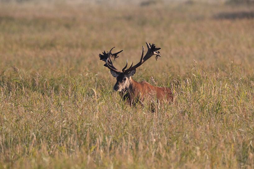 Herten tijdens de bronst in het Nationaal Park Vorpommersche Boddenlandschaft van Frank Fichtmüller