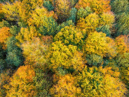 Herfstbos met kleurrijke bladeren van bovenaf gezien