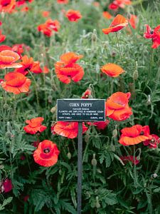 Coquelicots sur Raisa Zwart