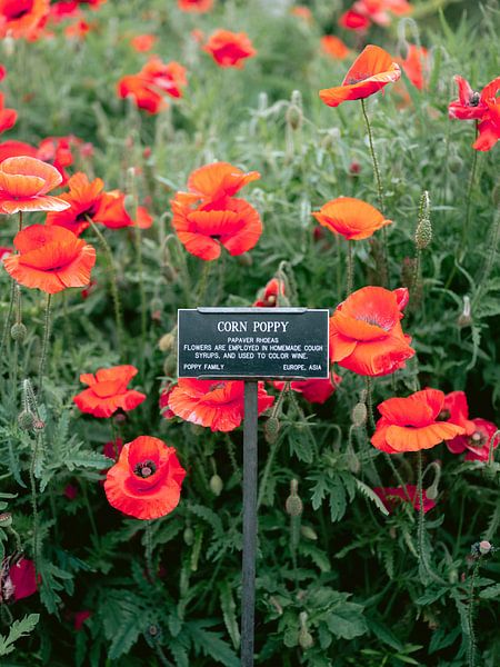 Mohnblumen von Raisa Zwart Reisefotografiedrucke