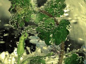 Im Wasserglas - Wasserwelten von Christine Nöhmeier