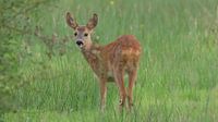 Calf