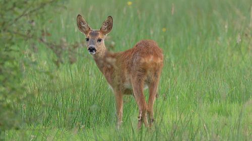 Reekalf van Henk Kip