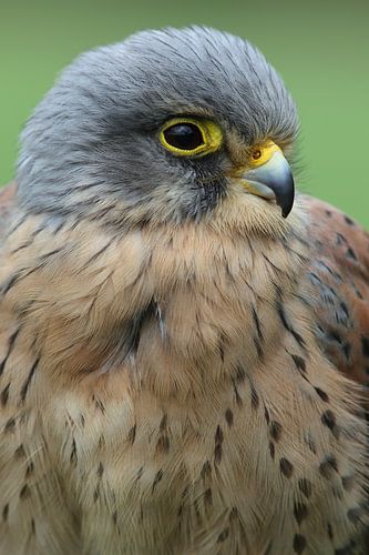 Portrait d'un faucon crécerelle