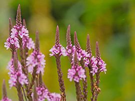 Weidebloemen van Alex Davidse