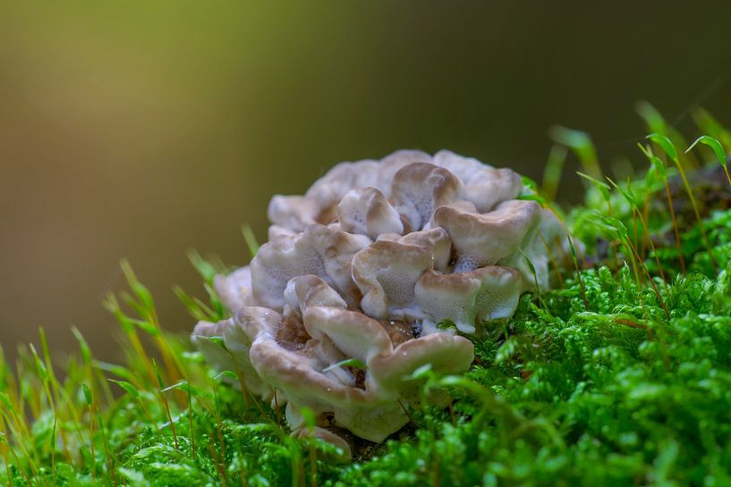 Pilze wachsen auf einem bemoosten Baumstamm in einem Laubwald im Herbst von Mario Plechaty Photography