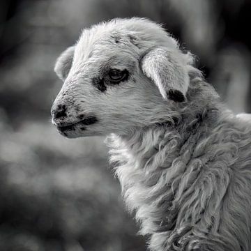 Lamb by Silvio Schoisswohl