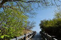Bridge on the Darß by Ostsee Bilder thumbnail