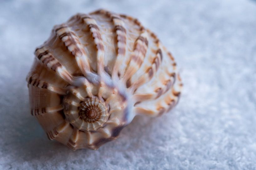 Shell in the snow in the winter of '21 by Jolanda de Jong-Jansen
